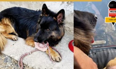 किश्तवाड़ एनकाउंटर: घायल 'टायसन' की जांबाजी से ढेर हुए जैश के 3 आतंकी