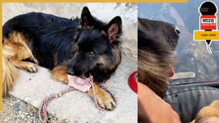 किश्तवाड़ एनकाउंटर: घायल 'टायसन' की जांबाजी से ढेर हुए जैश के 3 आतंकी