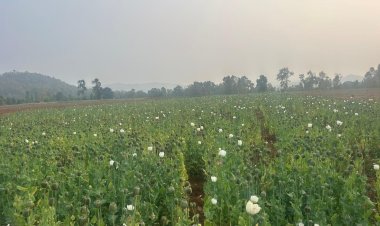 सरकार के संरक्षण में दुर्ग के बाद बलरामपुर में अफीम की खेती हो रही ...