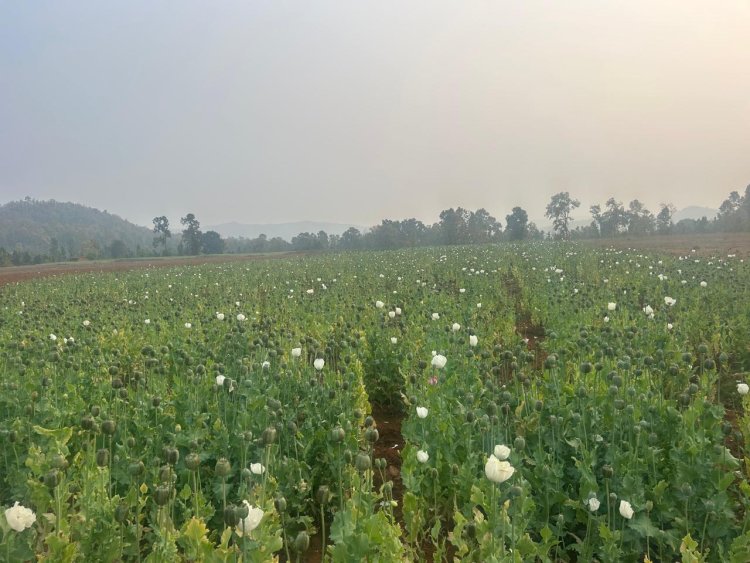 सरकार के संरक्षण में दुर्ग के बाद बलरामपुर में अफीम की खेती हो रही ...