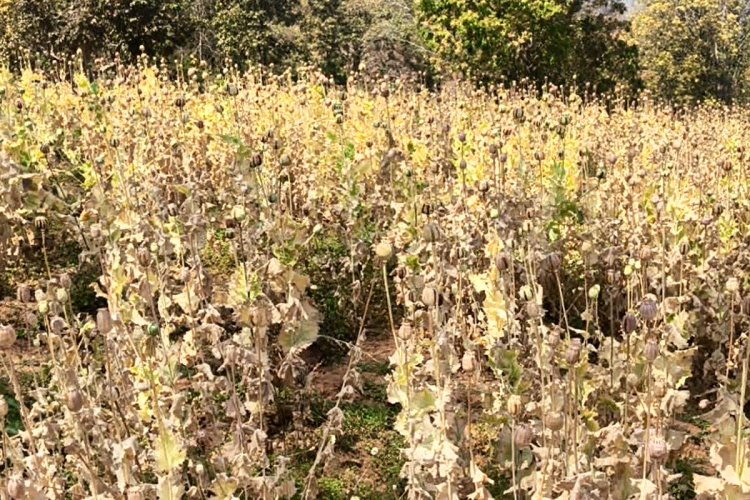 बिलासपुर में नशे के खिलाफ 'सर्जिकल स्ट्राइक': अफीम-गांजे की अवैध खेती पर प्रशासन का कड़ा पहरा