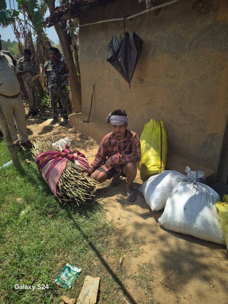 रायगढ़ में फिर अफीम की अवैध खेती का खुलासा, लैलूंगा के नवीन घटगांव में तीन खेतों में मिले पौधे ...