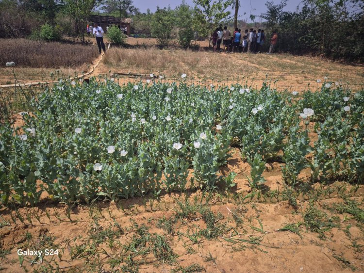 रायगढ़ पुलिस का बड़ा एक्शन: लैलूंगा में अफीम की अवैध खेती का भंडाफोड़, तीन आरोपी गिरफ्तार ...