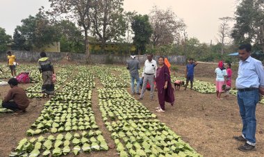 हरा सोना संग्राहकों की आय बढ़ाने की दिशा में बड़ा कदम ...