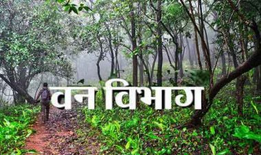 तिल्दा के आसौंदा में वन विभाग की अब तक की सबसे बड़ी कार्रवाई; 500 ट्रैक्टर अवैध लकड़ी और कोयला भट्टे सील, उच्च स्तरीय जांच की मांग