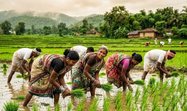 किसान बुलेटिन: छत्तीसगढ़ में खेती-किसानी की बड़ी खबरें; मौसम विभाग का अलर्ट और खाद-बीज पर प्रशासन की सख्ती