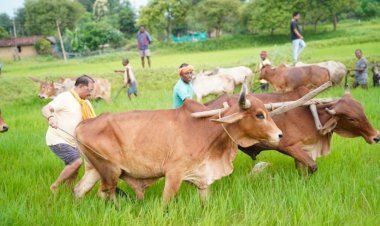 अपनी माटी और खेती-किसानी से मुख्यमंत्री श्री विष्णु देव साय का आत्मीय जुड़ाव*