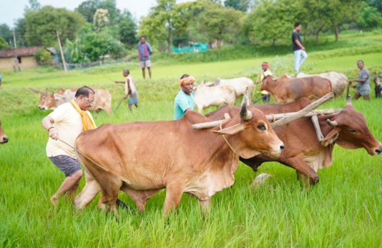 अपनी माटी और खेती-किसानी से मुख्यमंत्री श्री विष्णु देव साय का आत्मीय जुड़ाव*