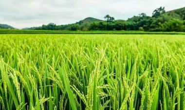 CG Paddy Procurement 2026-27: छत्तीसगढ़ में धान खरीदी की प्रशासनिक तैयारियां तेज, खुलेंगे 362 नए उपार्जन केंद्र; अन्नदाताओं को मिलेगी बड़ी राहत